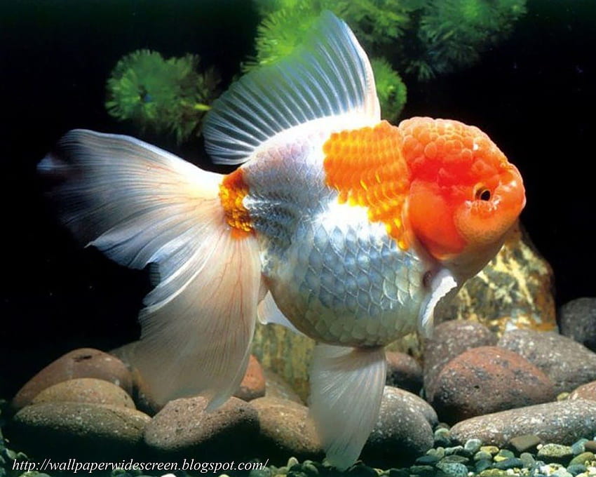 Oranda Goldfish - Galerie von HD-Hintergrundbild