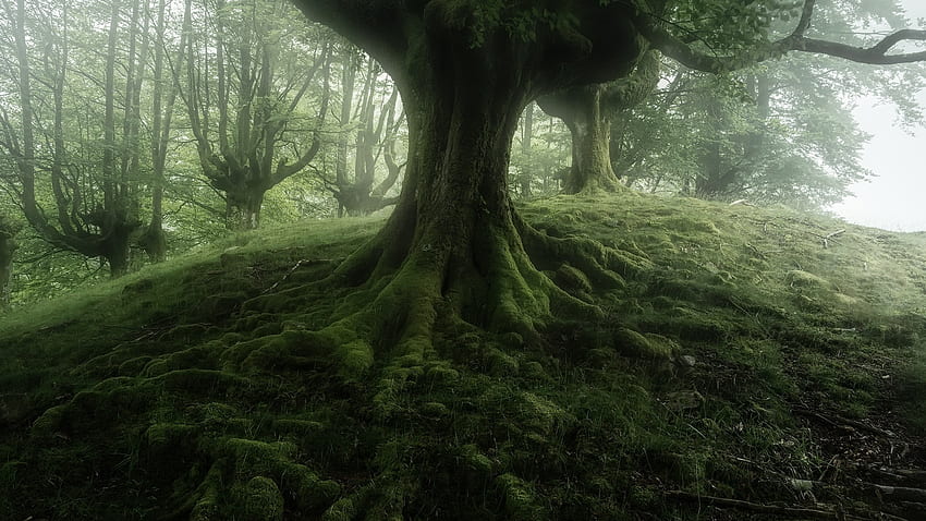 Forest, mist, moss, nature, tree HD wallpaper | Pxfuel