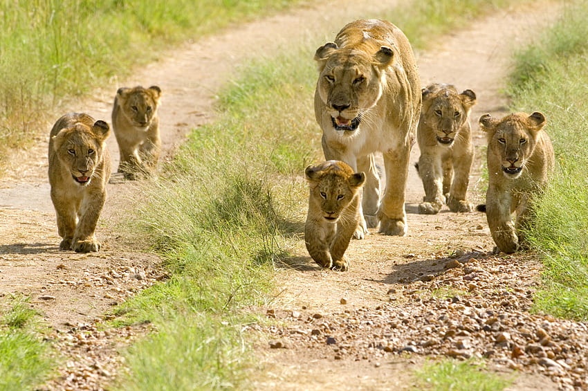 animales, leones, joven, cachorros, cachorros de león, caminar, caminar fondo de pantalla