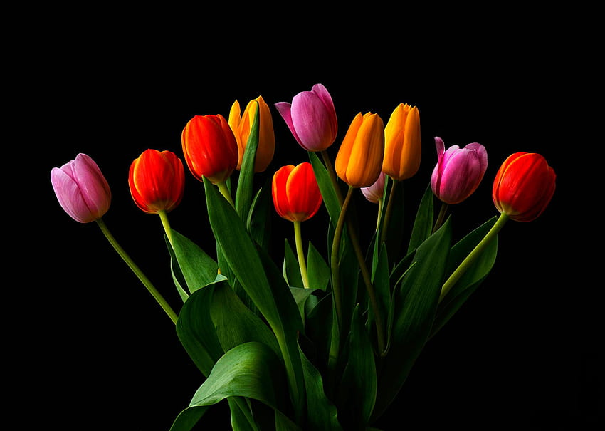 Primavera Tulipani, fiori, nero, tulipani, Primavera Sfondo HD