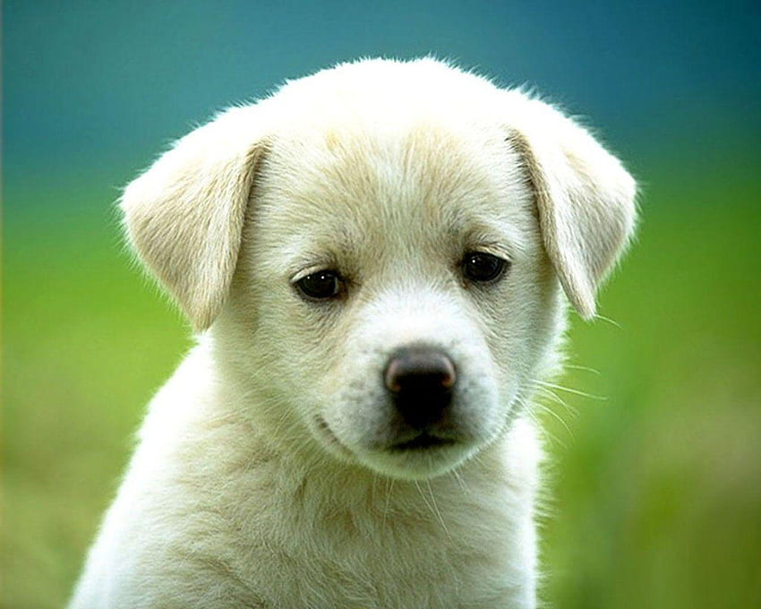 พื้นหลังลูกสุนัขสำหรับคอมพิวเตอร์, ลูกหมาสีขาวน่ารัก วอลล์เปเปอร์ HD