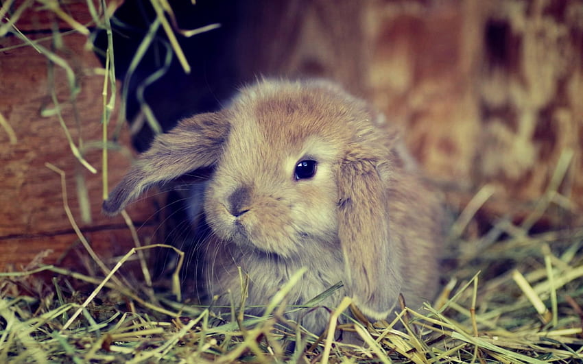 Bunny, animal, cute, easter, rabbit HD wallpaper