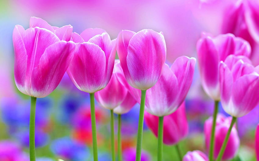 Śliczne różowe tulipany, różowe, ładne, ogrodowe, byliny, tulipany Tapeta HD