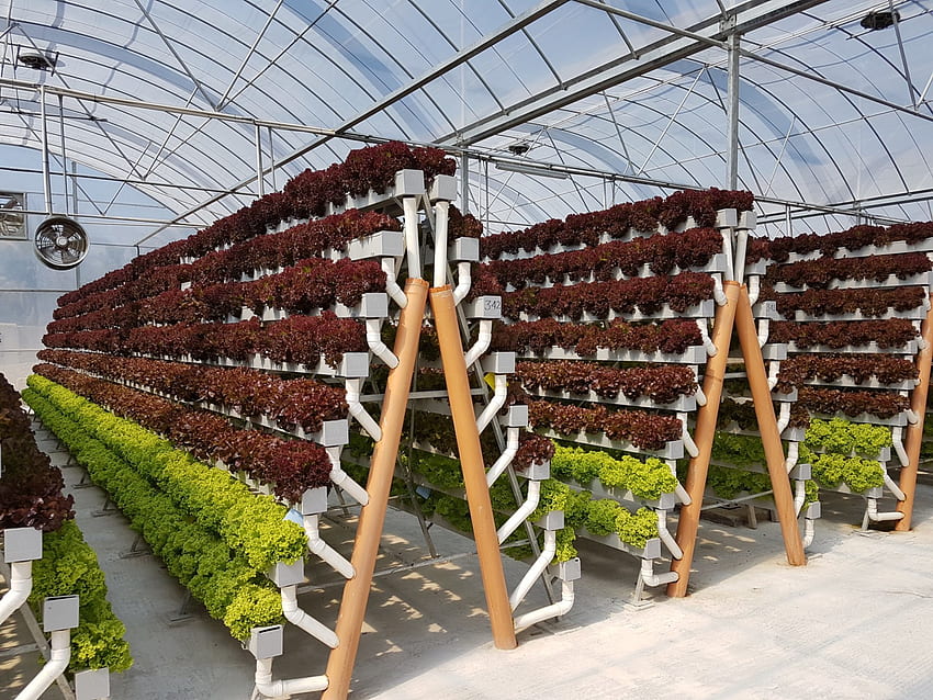 The Internet Of Things Meets Hydroponics: How To Grow A HD wallpaper
