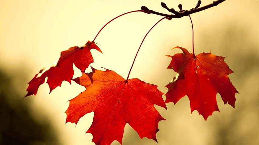 Red Oak Leaves ., Oak Leaf HD wallpaper