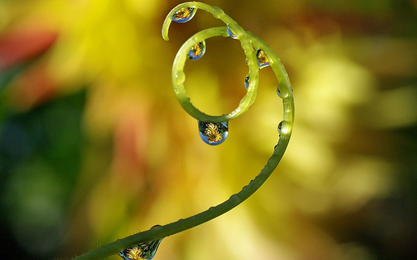 Drops, Plant, Macro, Spiral HD wallpaper