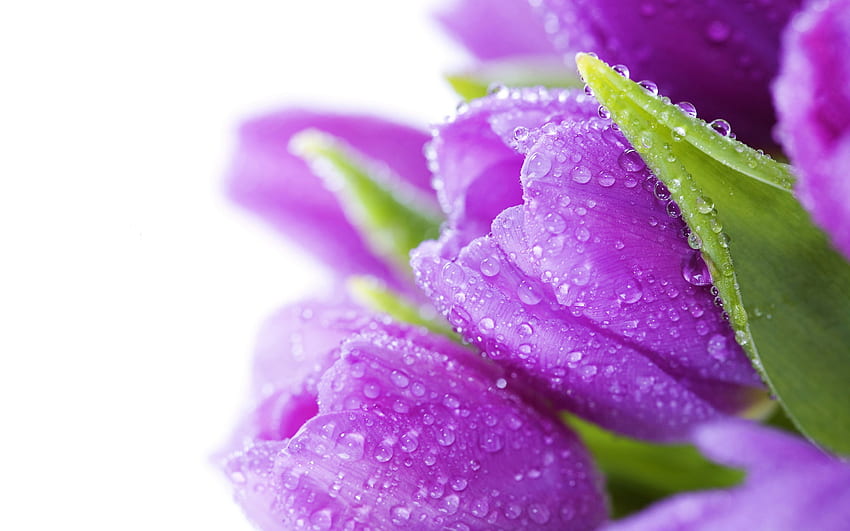 violet tulip, water drops, buds, spring flowers, macro, bokeh, violet flowers, tulips, beautiful flowers, backgrounds with tulips, violet buds HD wallpaper