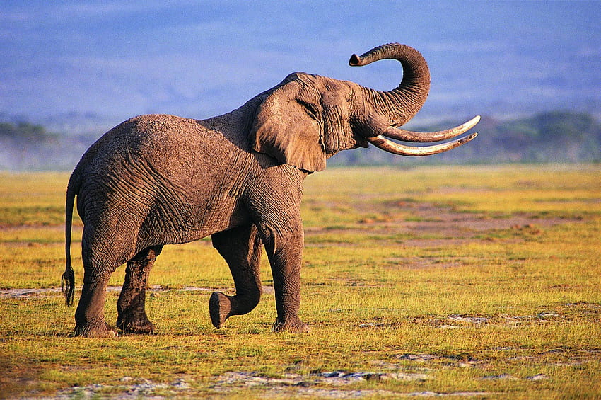 Tribal Elephant, Indian Elephant HD wallpaper