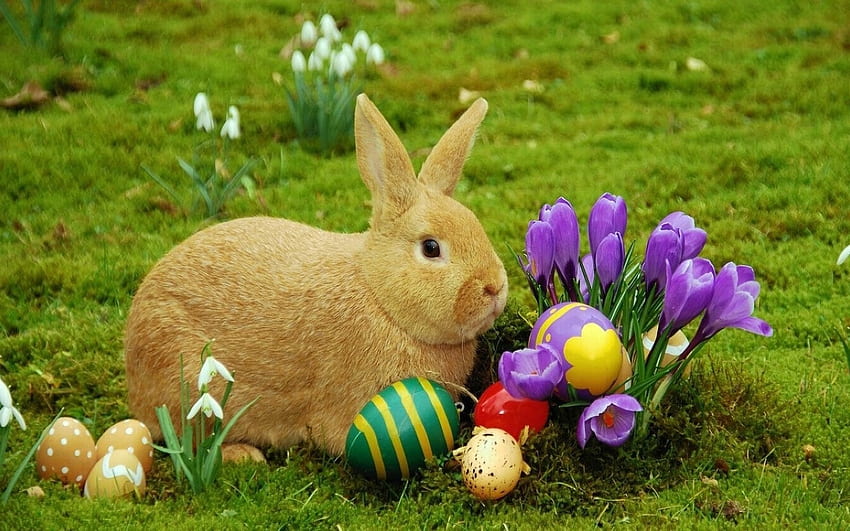 Easter Bunny And Flowers, Flowers, Eggs, Easter, Grass HD wallpaper