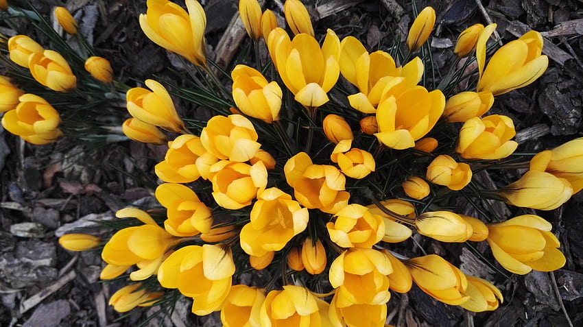 Bunga, Musim Semi, Crocus Wallpaper HD