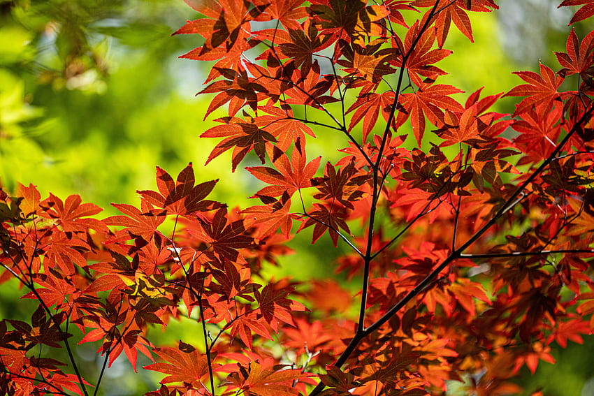 Nature, Autumn, Leaves, Branch, Maple HD wallpaper