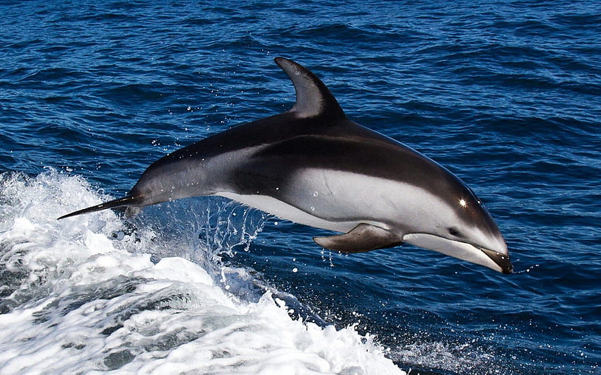 Animali, acqua, mare, spruzzo, nuotare, nuotare, rimbalzare, saltare, delfino Sfondo HD