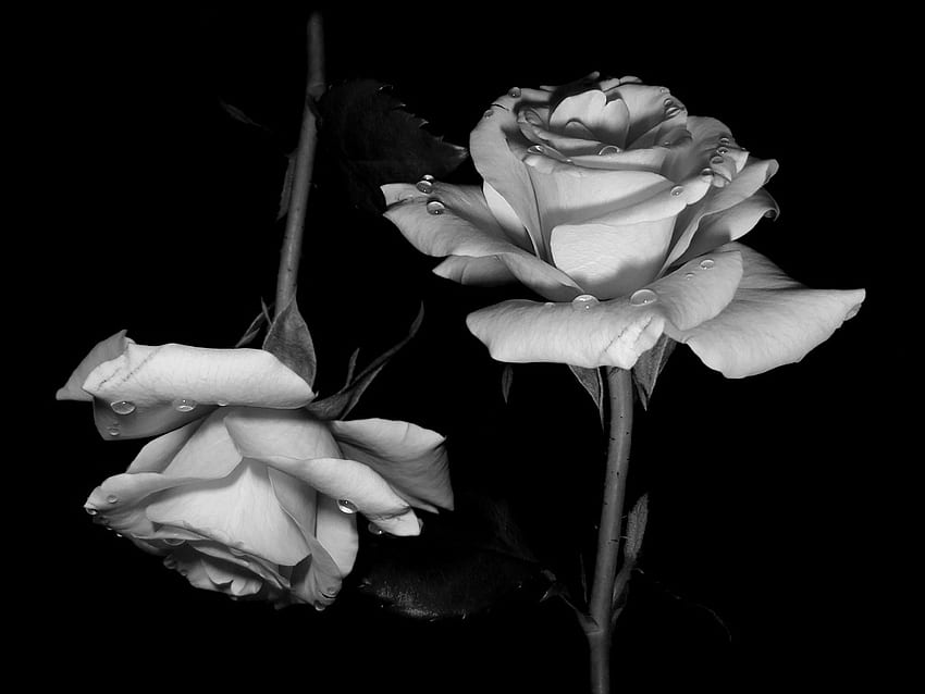 Gemelli Rose, rosa, bianco, nero, rose, fiori, gemelli Sfondo HD