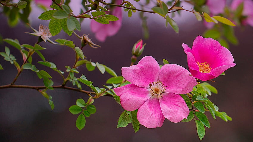 Bunga briar, mawar, merah muda, bunga, briar, liar, musim semi Wallpaper HD