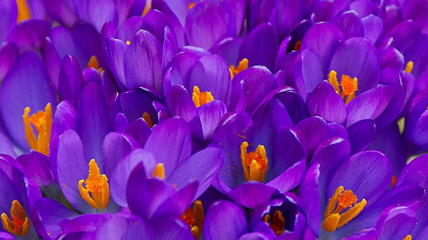Krokusy, purpura, skóra, krokusy, kwiat, wiosna, pomarańcza Tapeta HD