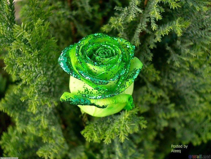 Hoa hồng xanh là một loại hoa độc đáo với màu xanh đậm, thể hiện sự hiếm có và độc đáo. Hình ảnh của hoa hồng xanh sẽ đem lại cho bạn cảm giác tươi mới và đầy sức sống. Hãy xem hình ảnh này để trải nghiệm vẻ đẹp của loài hoa hồng xanh.