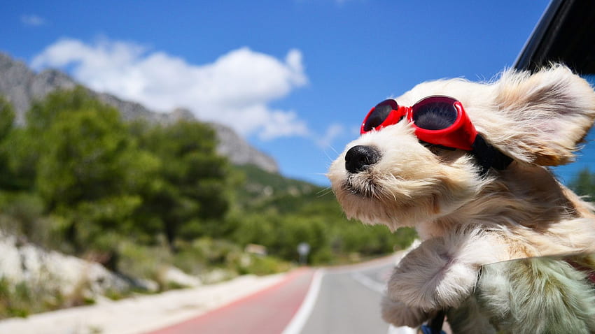 A Doggo With Goggles on Enjoying a Car Ride : HD wallpaper