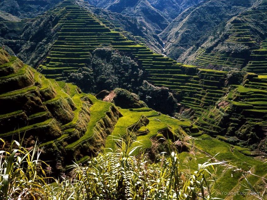 Beautiful Places: Ancient Rice Terraces, Philippines, Banaue Rice Terraces HD wallpaper