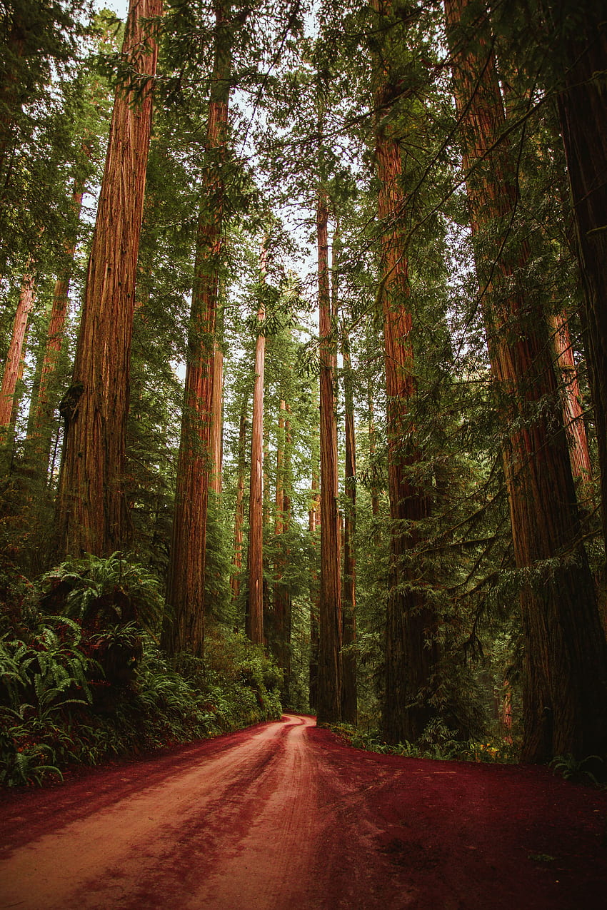Nature, Trees, Road, Forest HD phone wallpaper