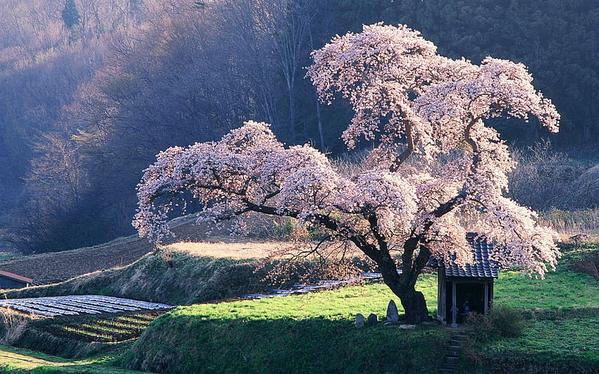 Sakura Tag : Bridge Sakura Big River Japan Spring, Japanese Beautiful Nature HD wallpaper