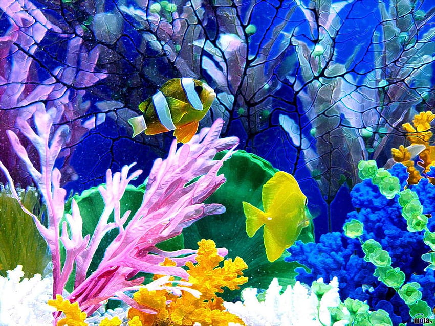 px Fish Tank, Aquarium HD wallpaper