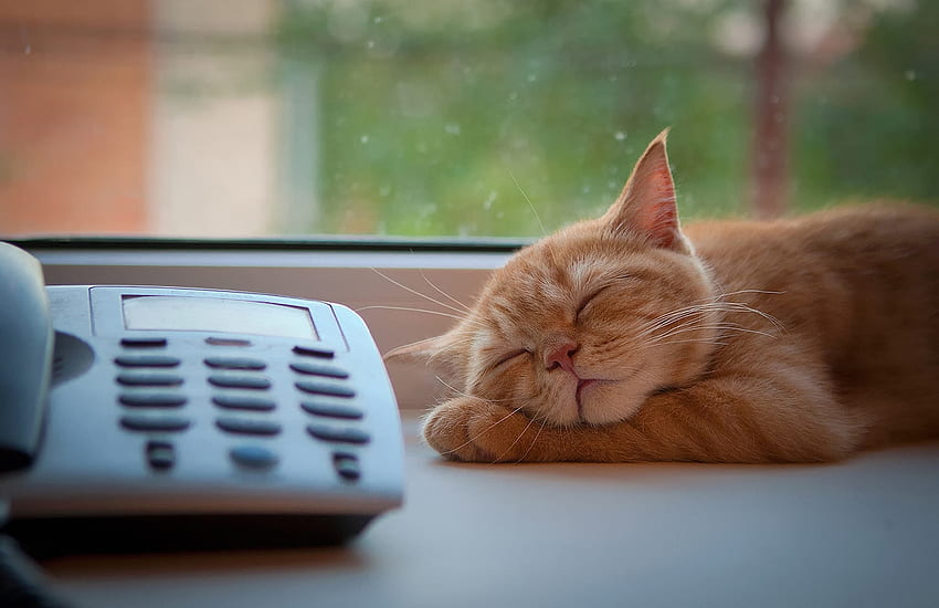 Animals, Cat, Sleep, Dream, Window Sill, Windowsill, Telephone, Expectation, Waiting HD wallpaper
