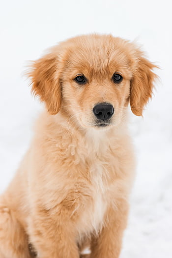 Golden Retriever Dog Face Tongue Stock Image - Image of closeup, passenger:  144753749