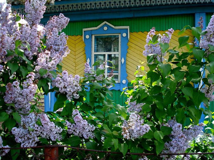 lilacs, blue, purple, window, fronyard, country house HD wallpaper