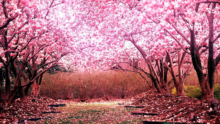 Kiraz Çiçeği Ağacı Arka Plan Grubu, Sakura Ağacı Anime HD duvar kağıdı