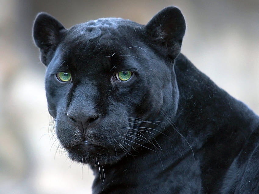 Bebek Siyah Jaguar Siyah Jaguar : Hayvanlar HD duvar kağıdı