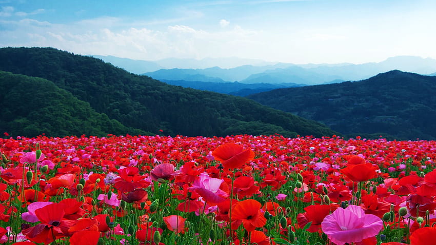 Пролетни цветя, макове, хълмове, цветове, червено, поле, облаци, небе, планини HD тапет