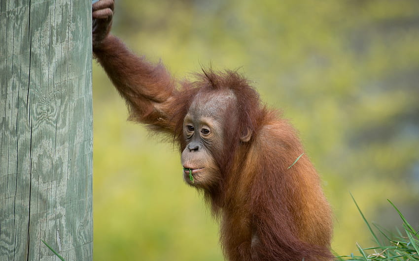 Orangutan, animal, nature, primate HD wallpaper