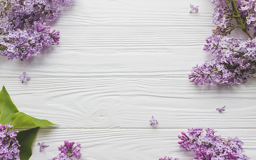 lilas, fond en bois clair, fleurs printanières, fleurs printanières violettes pour résolution. Haute qualité Fond d'écran HD