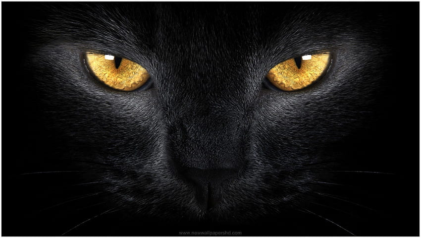 BLACK CAT FACE AND EYES . 9, Black Cheetah HD wallpaper