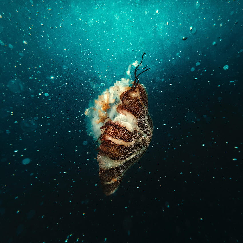 Animali, bolle, meduse, mondo subacqueo, sott'acqua, sott'acqua Sfondo del telefono HD