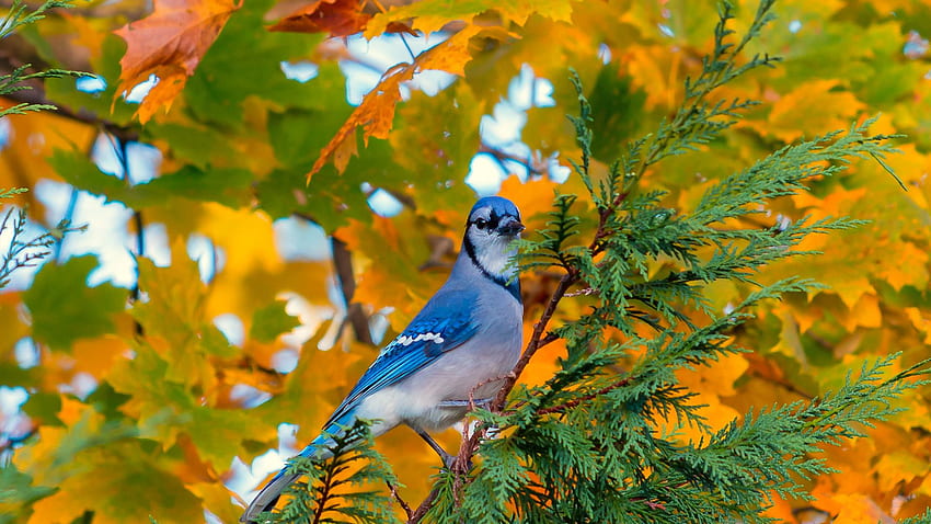 Blue Jay Bird, Small Bird, Tree Branch, , , Background, Pcdken HD wallpaper