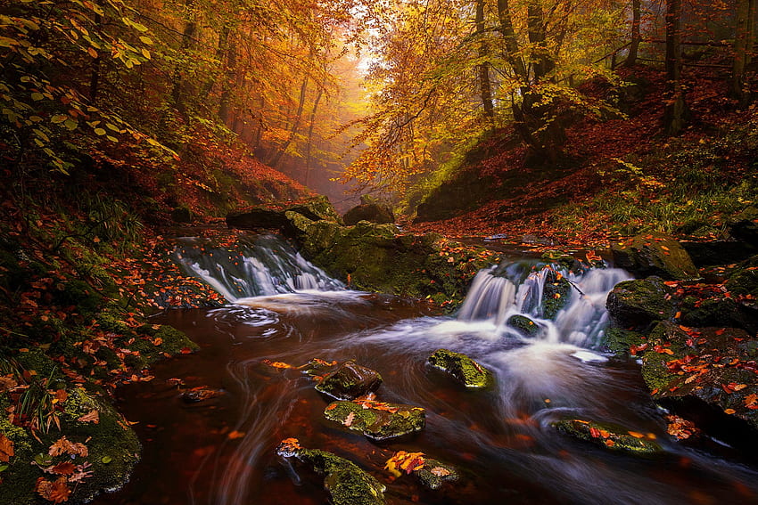 Autumn in the forest, creek, brook, fall, peaceful, beautiful, stones, leaves, trees, waterfall, autumn, forest, stream, foliage HD wallpaper
