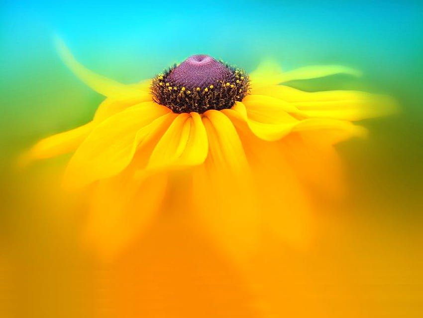 Rudbeckia Taniec, niebieski, blask, żółty, kwiat Tapeta HD
