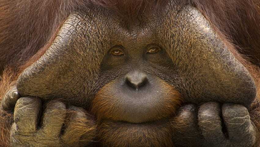 orangutan, face, primate, ape HD wallpaper