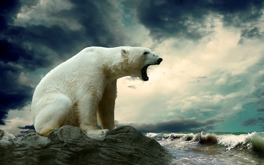 Animals, Water, Sit, Thick, Fat, Polar Bear HD wallpaper