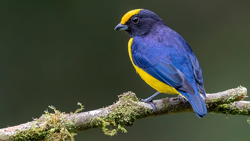 Yellow-Crowned Euphonia Bird Is Standing On Tree Branch In Blur Background Birds HD wallpaper