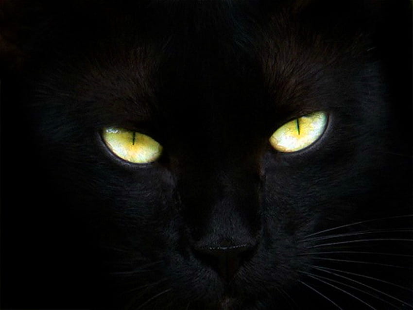 A pet for Joanne, black, black background, yellow, green, eyes, cat HD wallpaper