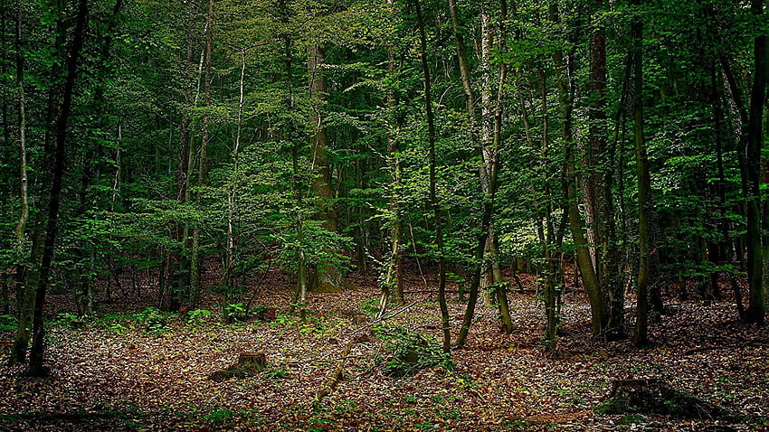 ซื้อ Avikalp Exclusive Awi5147 Autumn Leaves in The Green Forest Nature Full (สติ๊กเกอร์ติดผนัง) (4 X 3 Ft) ทางออนไลน์ราคาถูกในอินเดีย วอลล์เปเปอร์ HD