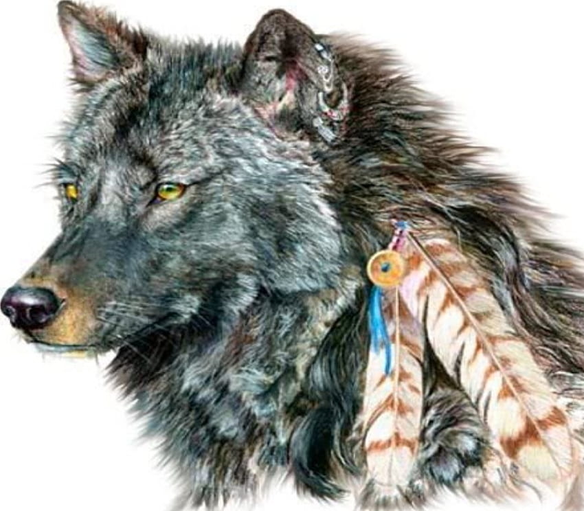 Indischer Wolf, Hund, Freund, Haustier, Wolf HD-Hintergrundbild