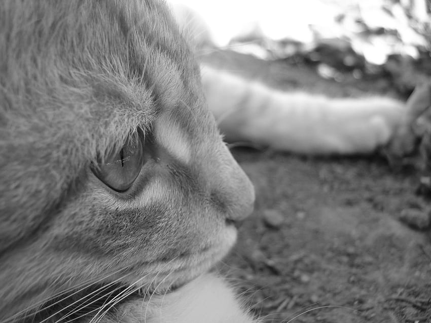 Мислител, бяло, черно, черно и бяло, котка, раирана котка HD тапет