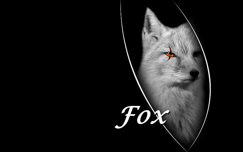 The Fox is Black , Black and Red Fox HD wallpaper