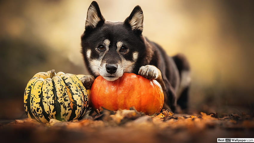 Wallpaper background dog Halloween images for desktop section праздники   download