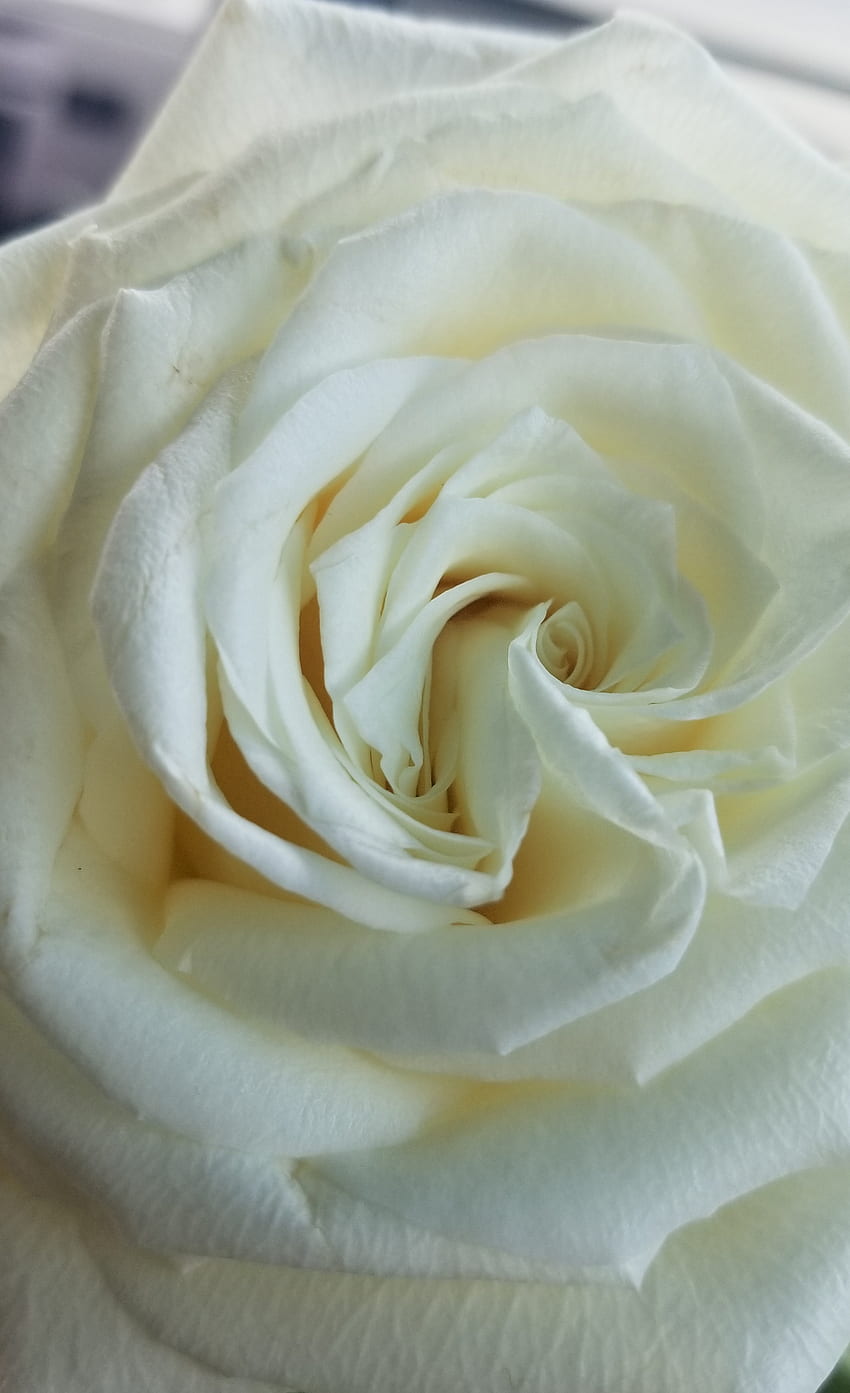 Rose simple, rose thé hybride, pétale, rose blanche Fond d'écran de téléphone HD