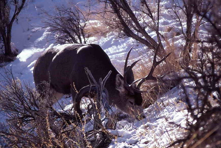 snowy day deer, feeding, big buck, deer, mule, in shade HD wallpaper
