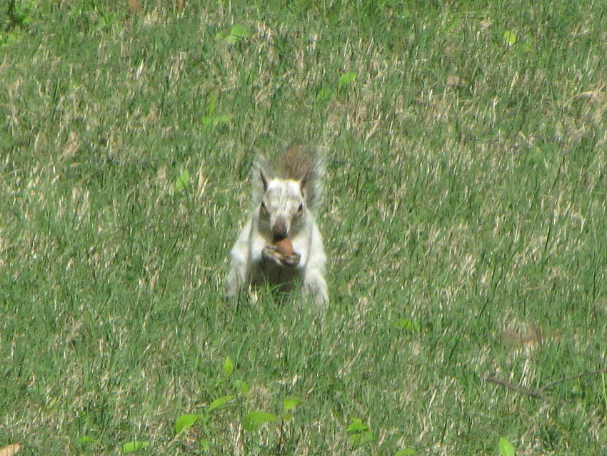 Bianca l'écureuil blanc mangeant une noix, Bianca, mangeant, herbe, écureuil blanc, noix Fond d'écran HD